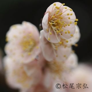 梅の花